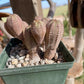 Euphorbia hybrid