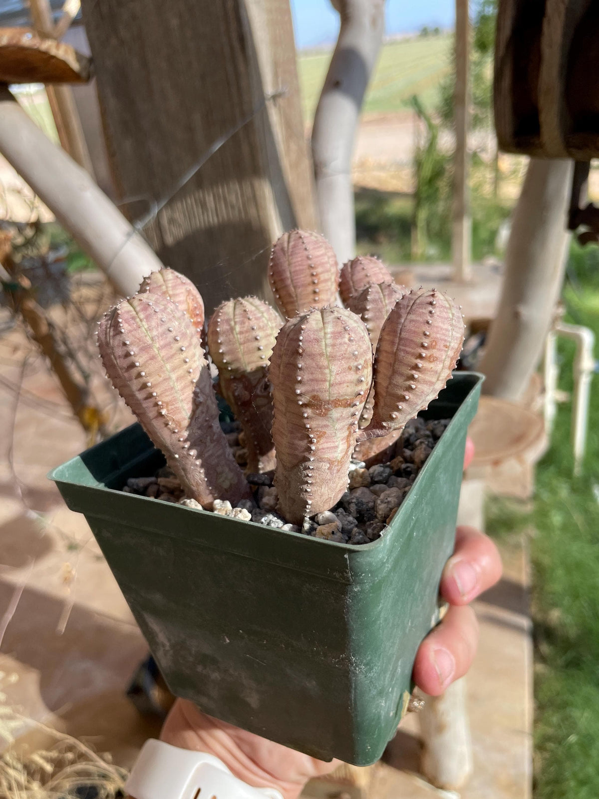 Euphorbia hybrid