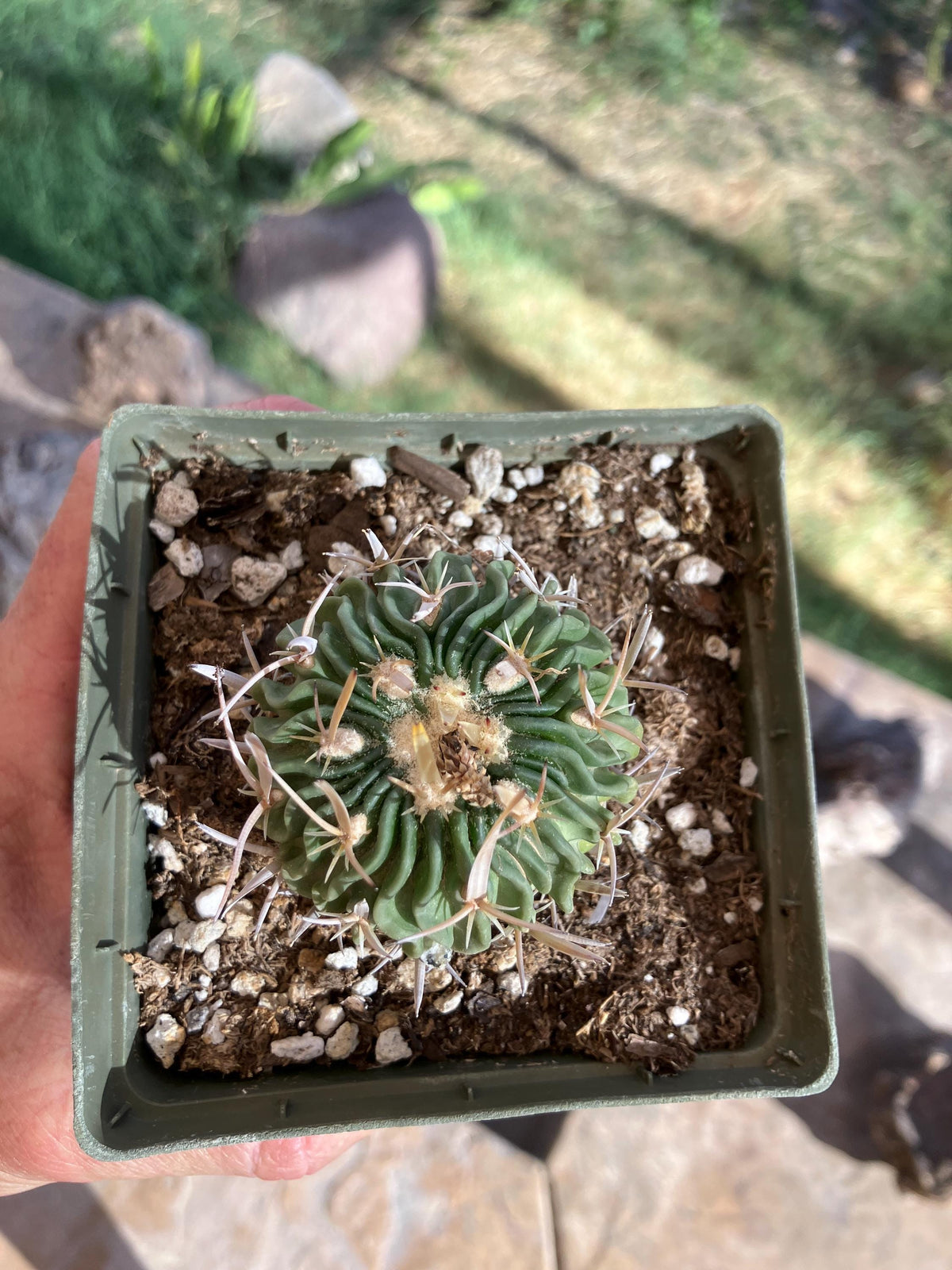 Echinofossulocactus species – Unique Ribbed Cactus