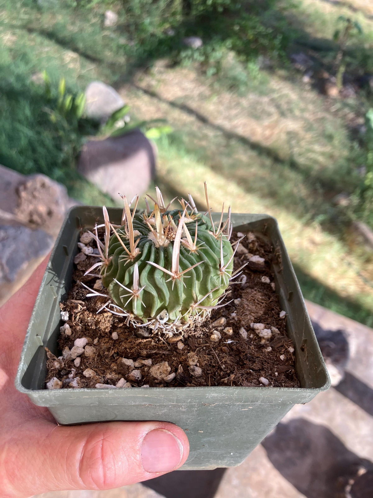 Echinofossulocactus species – Unique Ribbed Cactus