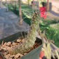 Tephrocactus weberi – Rare Segmented Cactus from Argentina