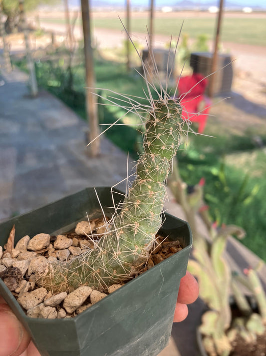 Tephrocactus weberi – Rare Segmented Cactus from Argentina