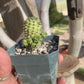 Euphorbia susannae – South African Succulent