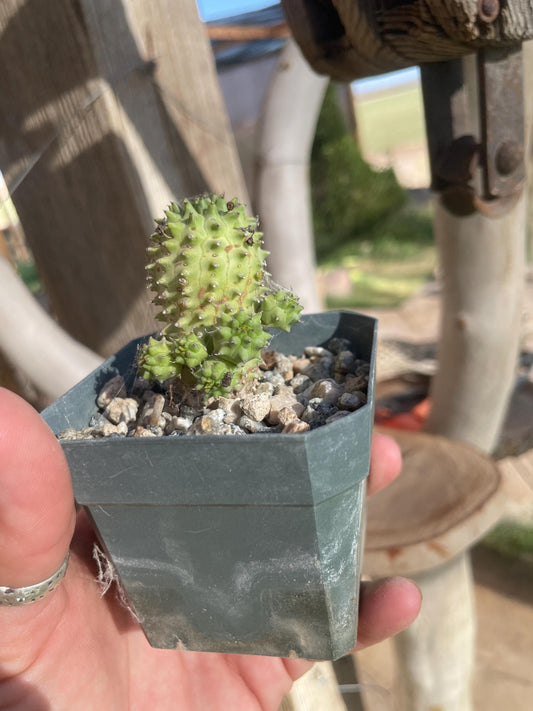 Euphorbia susannae – South African Succulent
