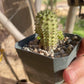 Euphorbia susannae – South African Succulent