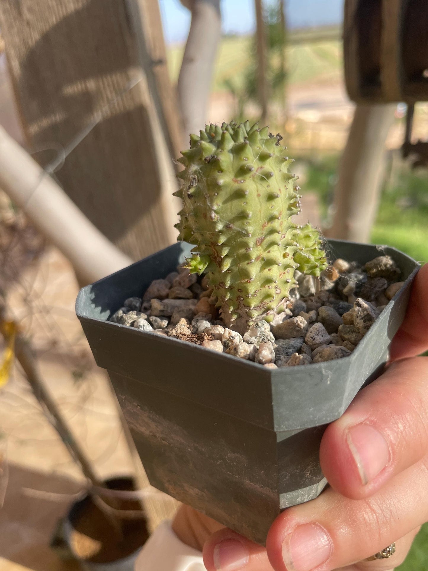 Euphorbia susannae – South African Succulent