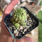 Euphorbia susannae – South African Succulent