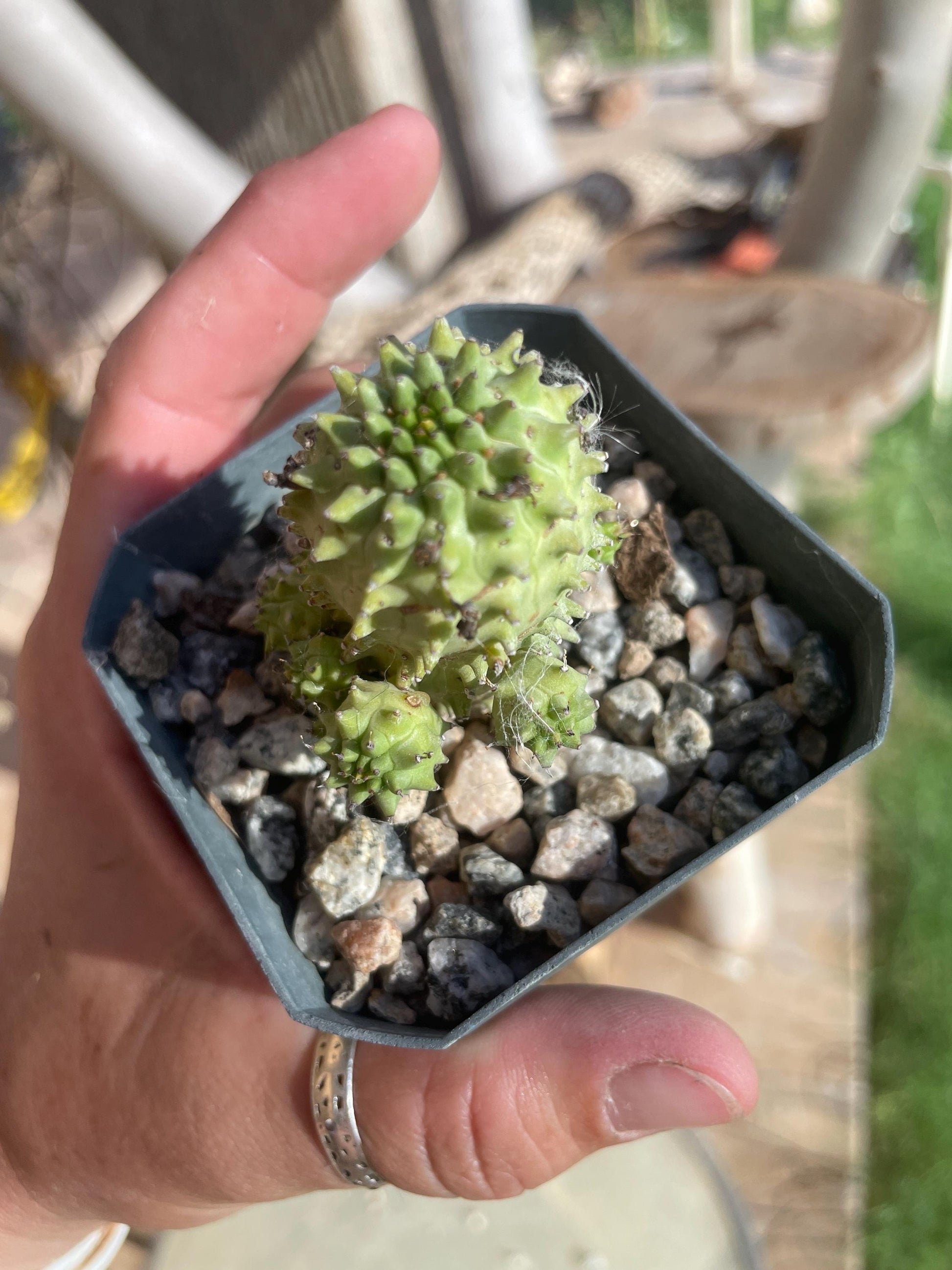 Euphorbia susannae – South African Succulent