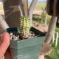 Euphorbia susannae – South African Succulent