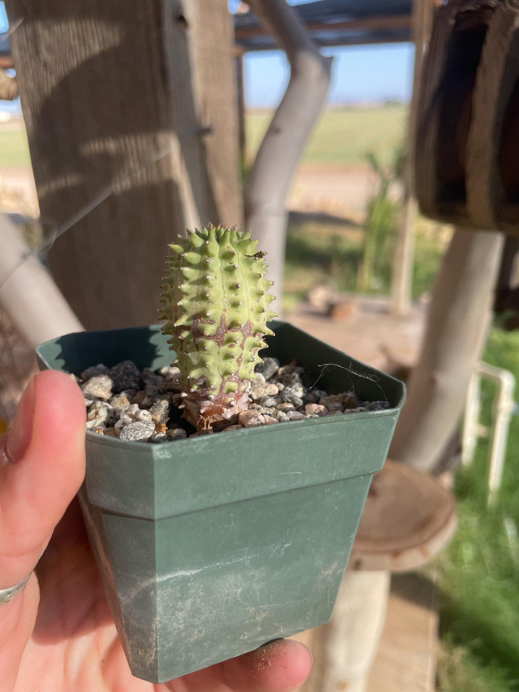 Euphorbia susannae – South African Succulent