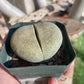 Pleiospilos nelii (Split Rock) – Unique Succulent with Stone-Like Appearance