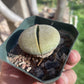 Pleiospilos nelii (Split Rock) – Unique Succulent with Stone-Like Appearance