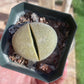 Pleiospilos nelii (Split Rock) – Unique Succulent with Stone-Like Appearance