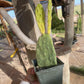 Opuntia sunburst