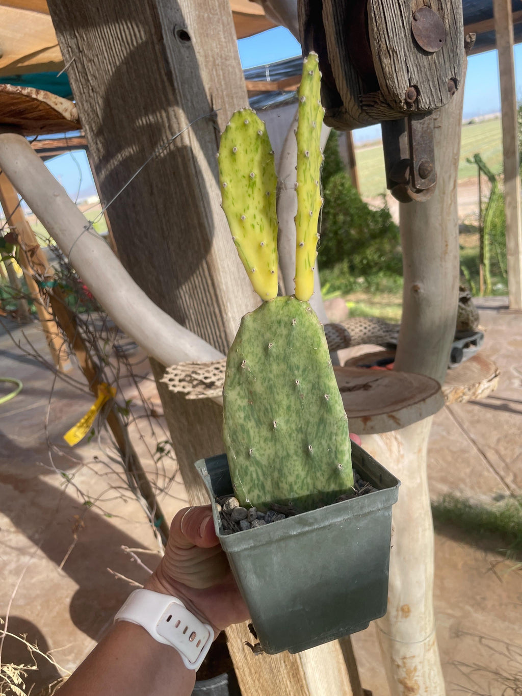 Opuntia sunburst