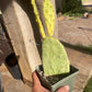 Opuntia sunburst