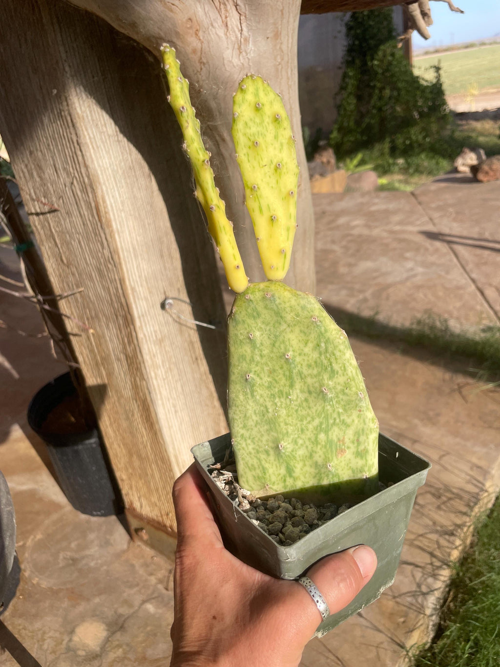 Opuntia sunburst