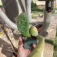 Opuntia zebrina reticulata Cobra cactus (old plant)