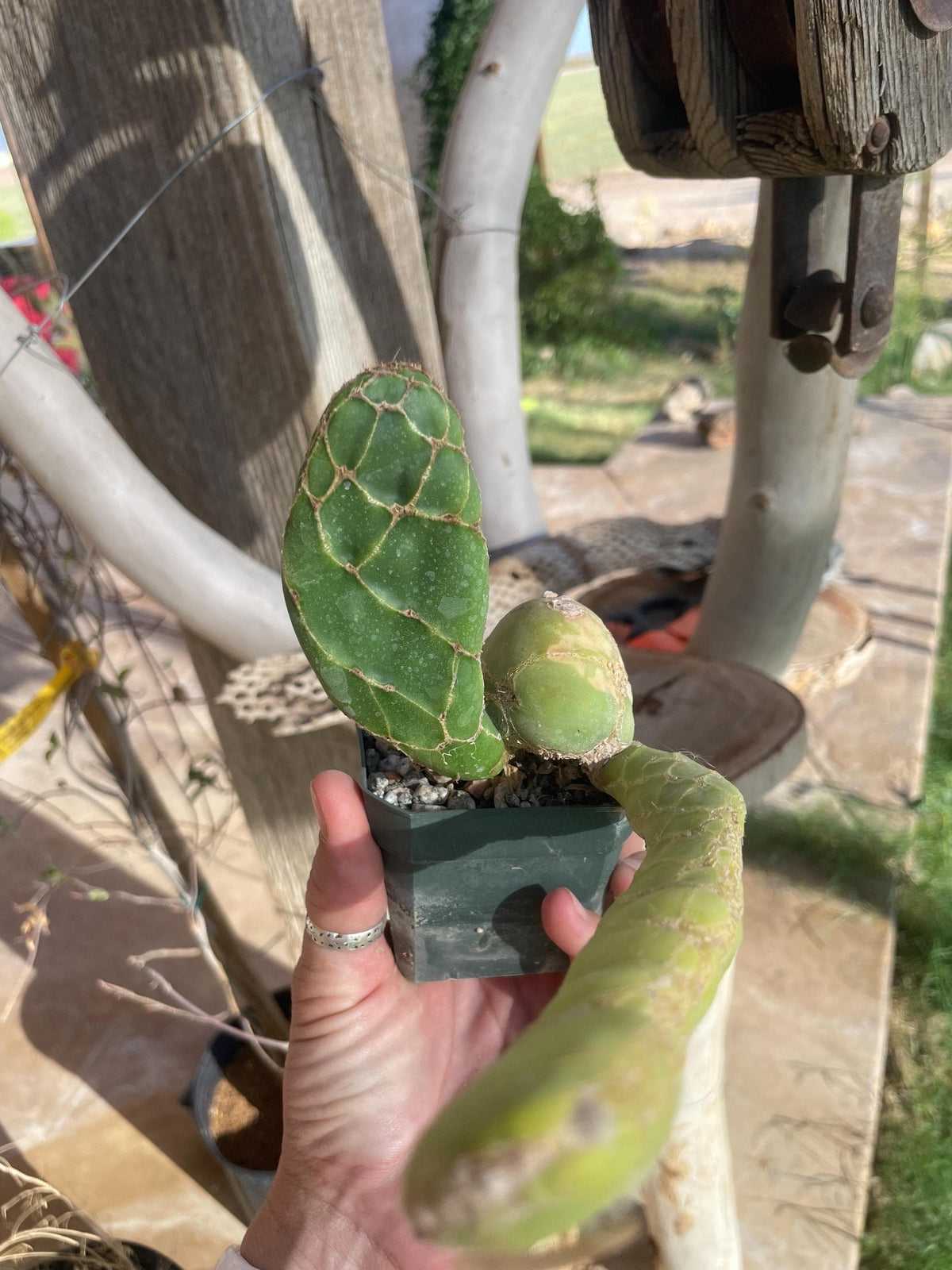 Opuntia zebrina reticulata Cobra cactus (old plant)