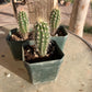Pachycereus pringlei seedling - Giant Mexican Cardon