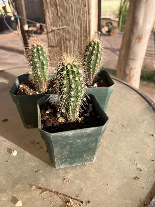 Pachycereus pringlei seedling - Giant Mexican Cardon