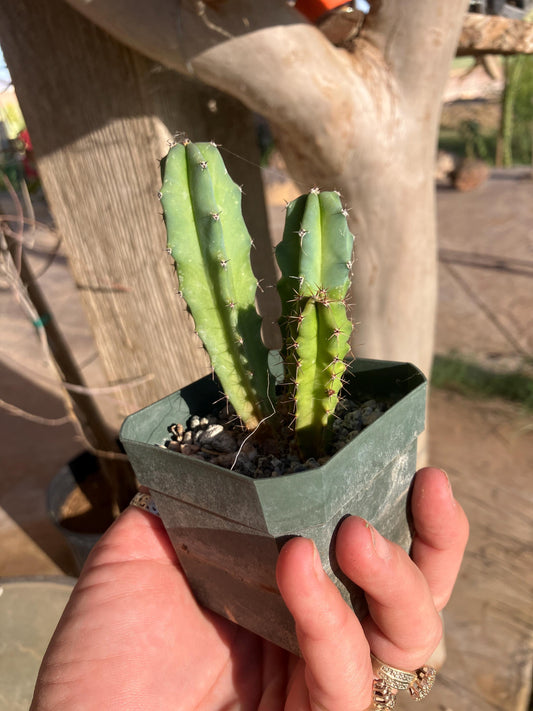 Myrtillocactus geometrizans – Seedling Group (Blue Candle Cactus)