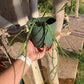 Sarcostemma viminale – Rare Rooted Trailing Succulent
