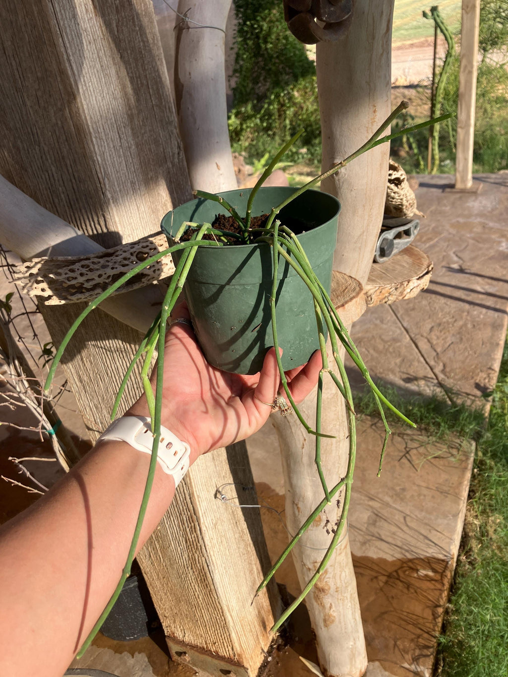 Sarcostemma viminale – Rare Rooted Trailing Succulent