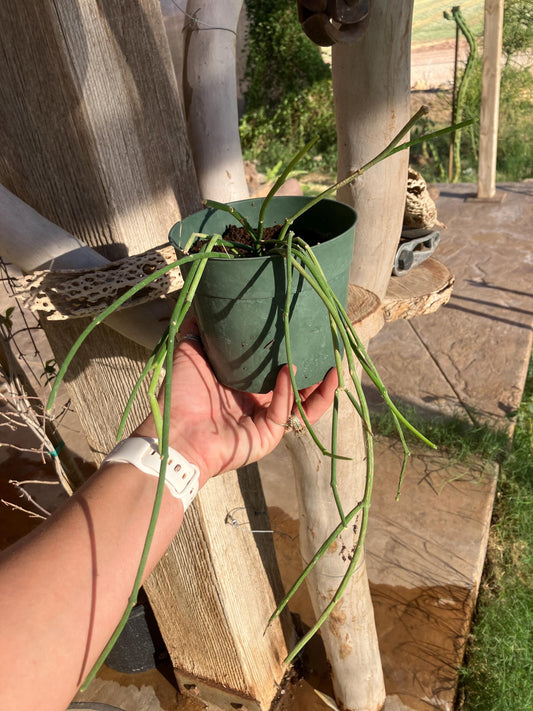 Sarcostemma viminale – Rare Rooted Trailing Succulent