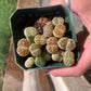 Mixed Lithops – Living Stones in 3" Pot (As Shown)