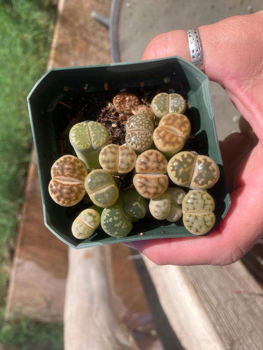 Mixed Lithops – Living Stones in 3" Pot (As Shown)