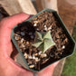 Astrophytum myriostigma var. nudum – Spineless Bishop’s Cap Seedling