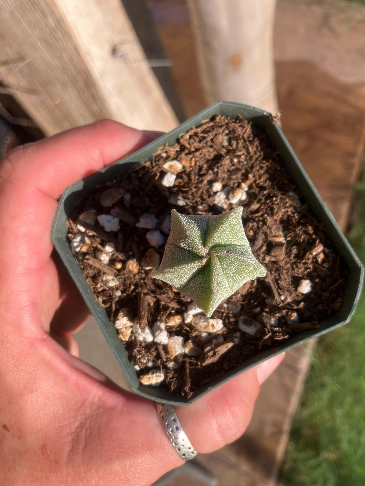 Astrophytum myriostigma var. nudum – Spineless Bishop’s Cap Seedling