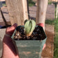 Astrophytum myriostigma var. nudum – Spineless Bishop’s Cap Seedling