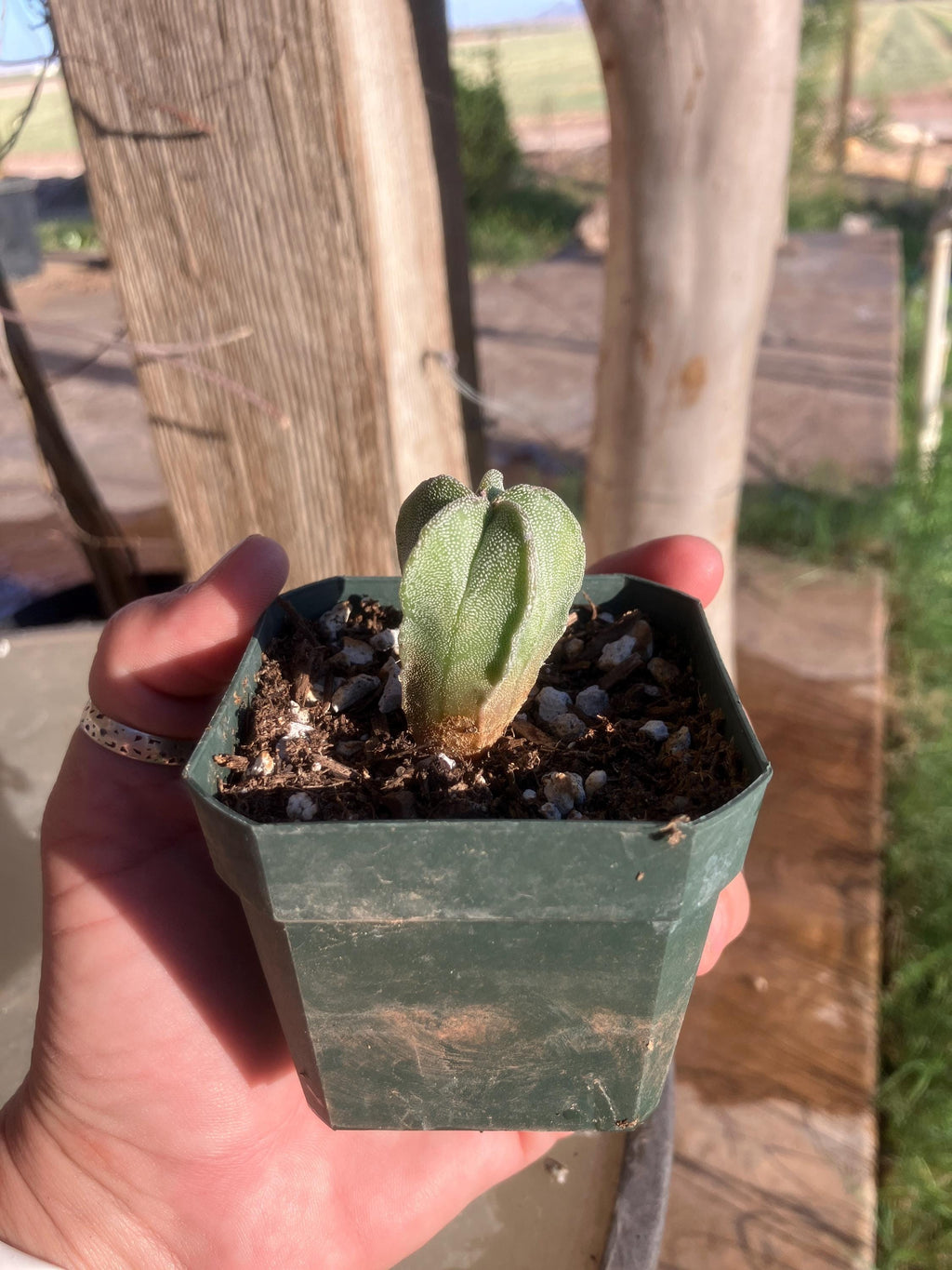 Astrophytum myriostigma var. nudum – Spineless Bishop’s Cap Seedling