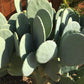 Opuntia cacanapa ellisiana - blue spineless prickly pear - unrooted pad