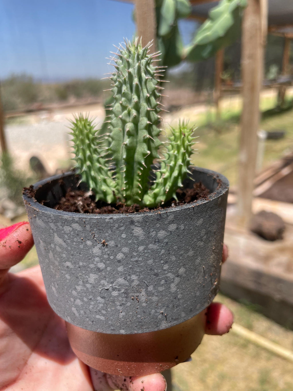 Hoodia gordonii seed-grown plant