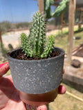Hoodia gordonii seed-grown plant
