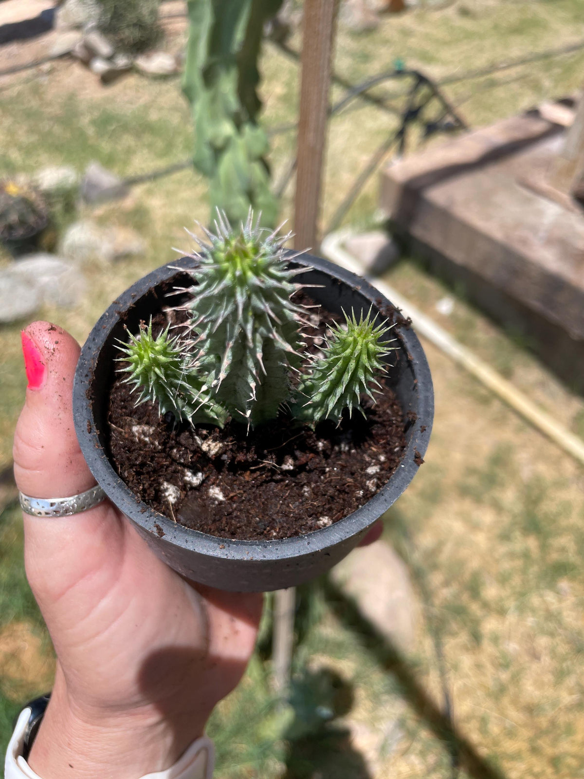 Hoodia gordonii seed-grown plant