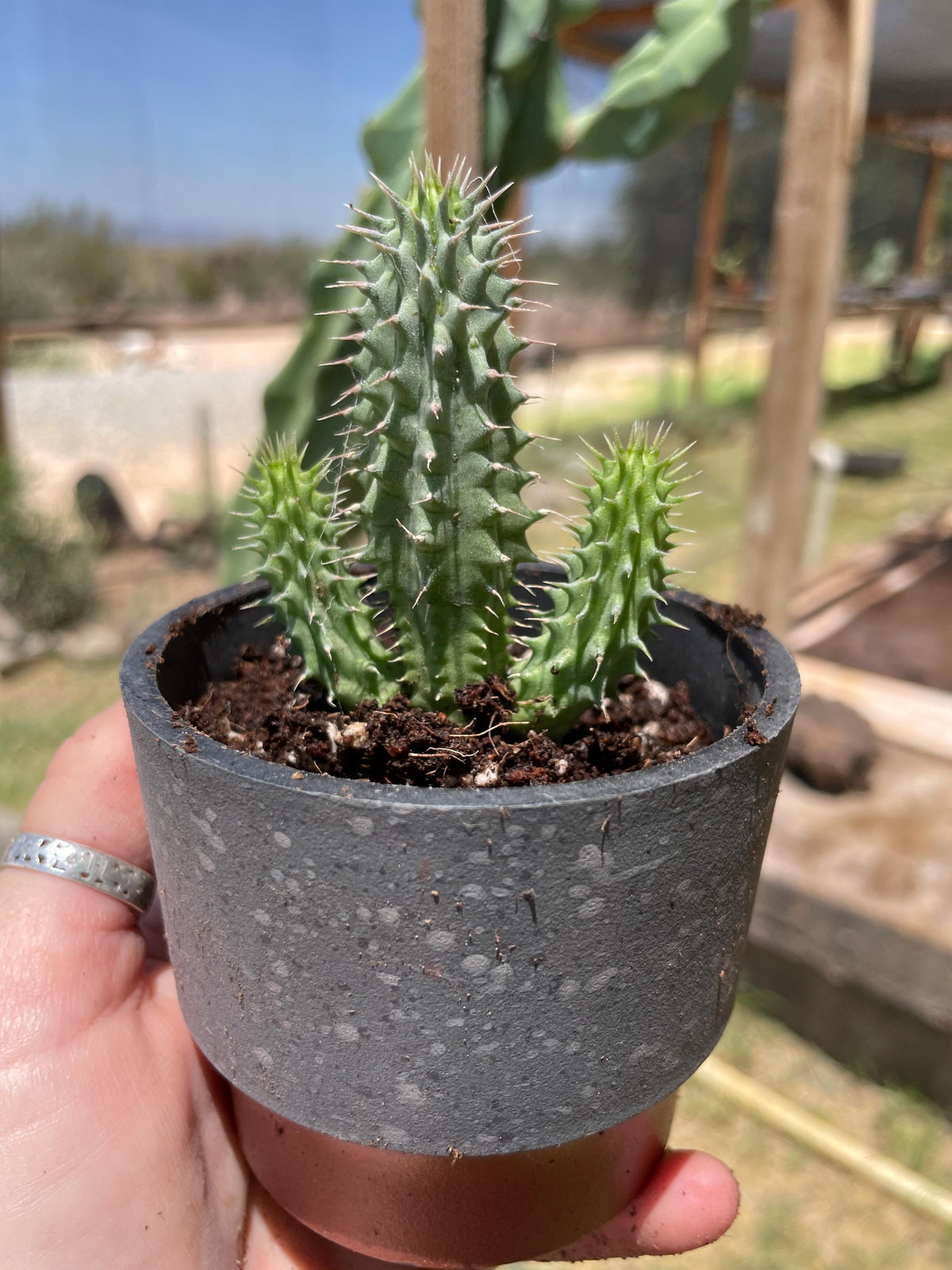 Hoodia gordonii seed-grown plant