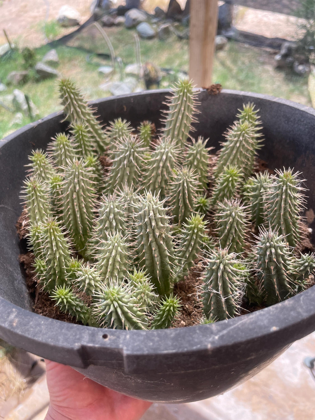Hoodia gordonii seed-grown plant