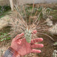 Tephrocactus aoracanthus var. paediophilus Long spine segmen