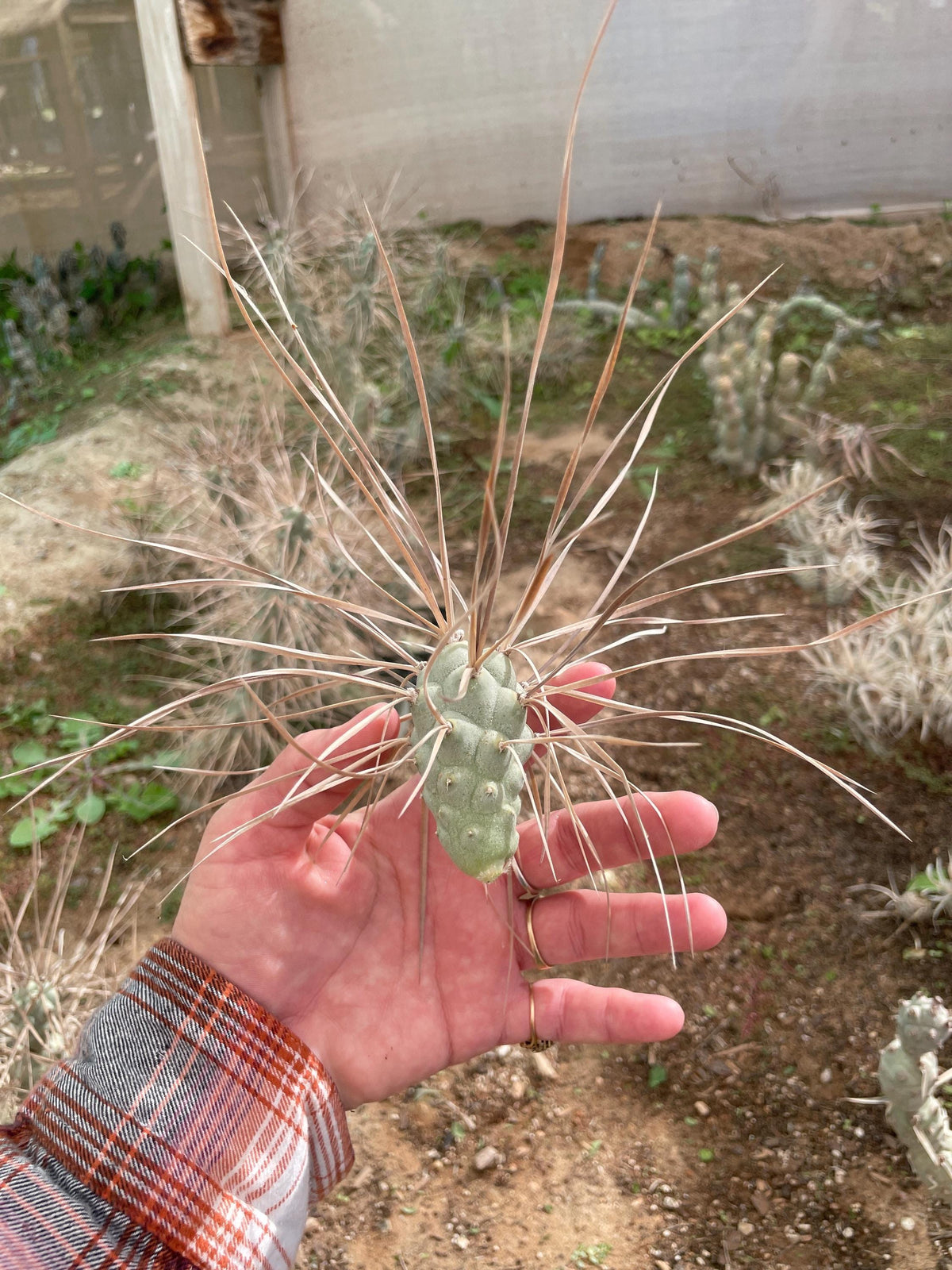 Tephrocactus aoracanthus var. paediophilus Long spine segmen