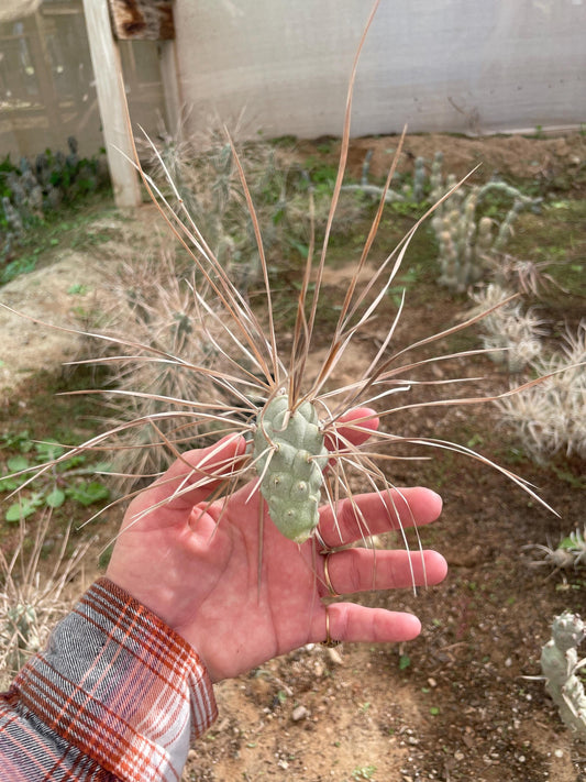 Tephrocactus aoracanthus var. paediophilus Long spine segmen
