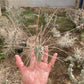 Tephrocactus aoracanthus var. paediophilus Long spine segmen