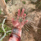 Tephrocactus aoracanthus var. paediophilus Long spine segmen
