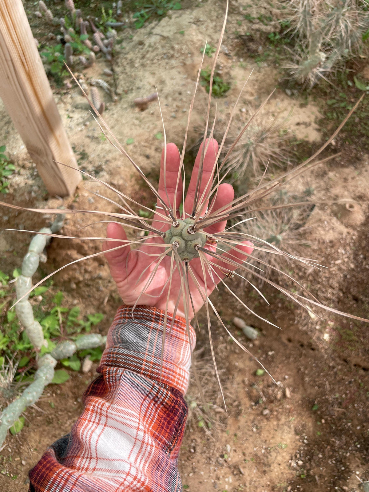 Tephrocactus aoracanthus var. paediophilus Long spine segmen
