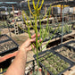 Firestick Cactus Cuttings — Euphorbia tirucalli 'Sticks on F