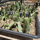 Opuntia zebrina f. reticulata — Cobra Cactus — Small Single