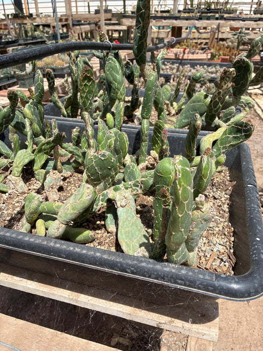 Opuntia zebrina f. reticulata — Cobra Cactus — Small Single